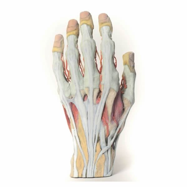 Modelo de mano impresa en 3D