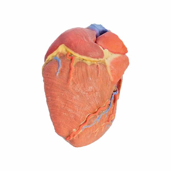 Modelo humano de corazón impreso en 3d Modelo humano de corazón impreso en 3d
